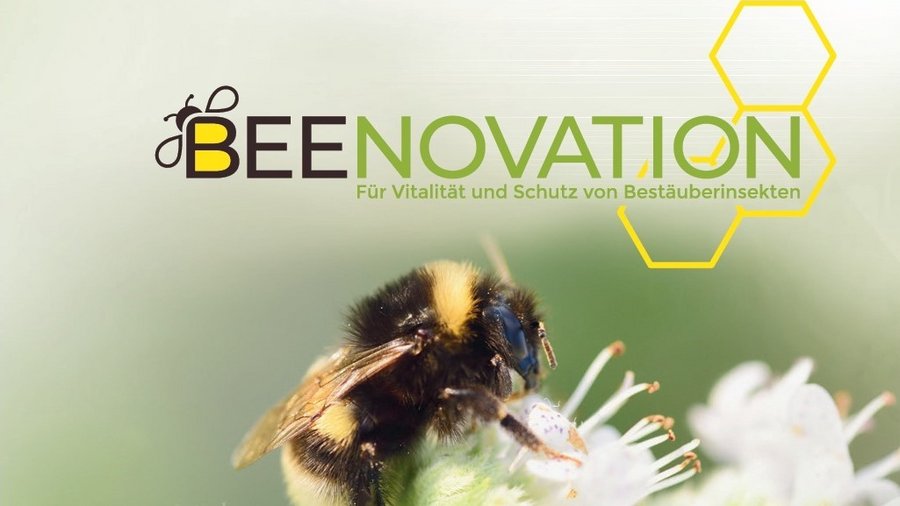 Hummel mit dem Logo der Vernetzungs- und Transfermaßnahme "Beenovation" © EurA AG